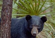 The Paper Bear