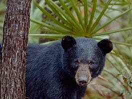 The Paper Bear