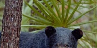 The Paper Bear