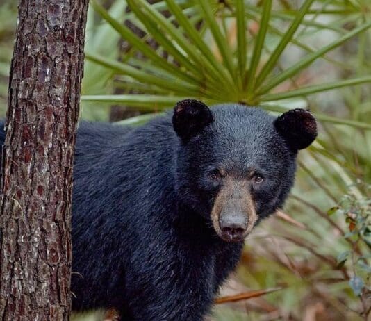 The Paper Bear