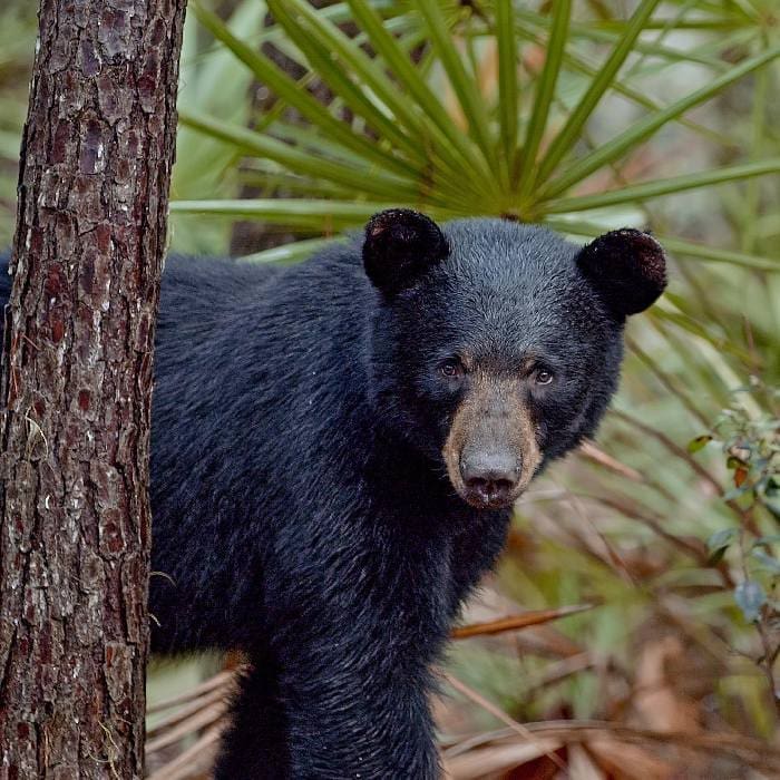 The Paper Bear