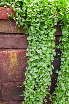 Wall With Ivy