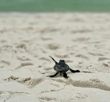 Wild Sea Turtle Wednesdays Crawl2