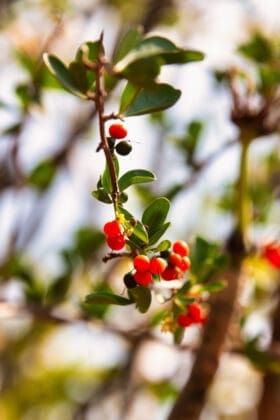 Yaupon Holly Bush Seeds Berries, Red Yaupon Berries Ilex Vomitoria Against The Blue Sky