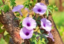 Close Up View Warm Shiny Sunlight On Purple Blooming Flowers Of Messina Creeper Plant Climbing On The Stems Of Other Tree