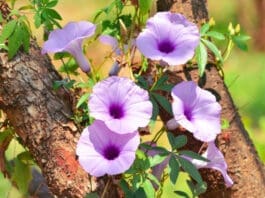 Close Up View Warm Shiny Sunlight On Purple Blooming Flowers Of Messina Creeper Plant Climbing On The Stems Of Other Tree