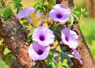 Gardening Through the Heat: A South Walton Summer Guide Close Up View Warm Shiny Sunlight On Purple Blooming Flowers Of Messina Creeper Plant Climbing On The Stems Of Other Tree