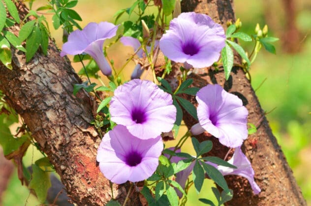 Close Up View Warm Shiny Sunlight On Purple Blooming Flowers Of Messina Creeper Plant Climbing On The Stems Of Other Tree