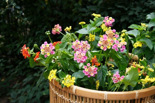 Flowers In A Basket