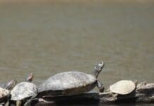 What Wild Things Live in Florida Panhandle Springs? Image2