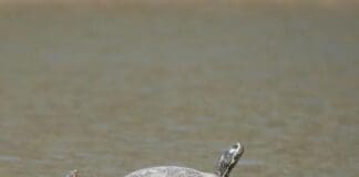What Wild Things Live in Florida Panhandle Springs? Image2