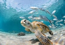 Turtle Closeup With School Of Fish