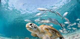Turtle Closeup With School Of Fish