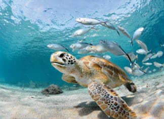 Sea Turtle Nesting Season Returns! Turtle Closeup With School Of Fish