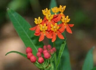 Monarchs and Milkweed Image3